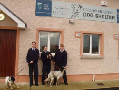 dog shelter in carlow / kilkenny